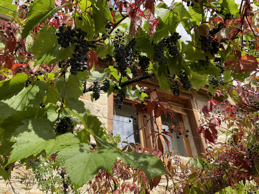 Fenêtre du gîte à l’automne