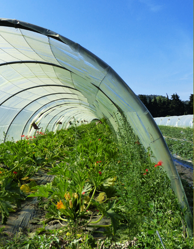 DOMAINE DU GRAND SONNAILLET