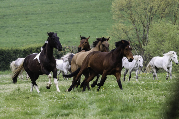 gite Gîte de l'Abbaye