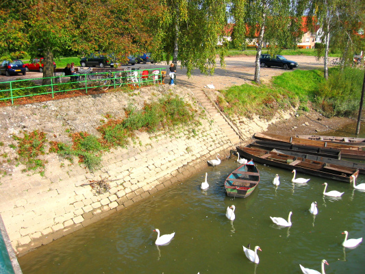les cygnes de la Sauer