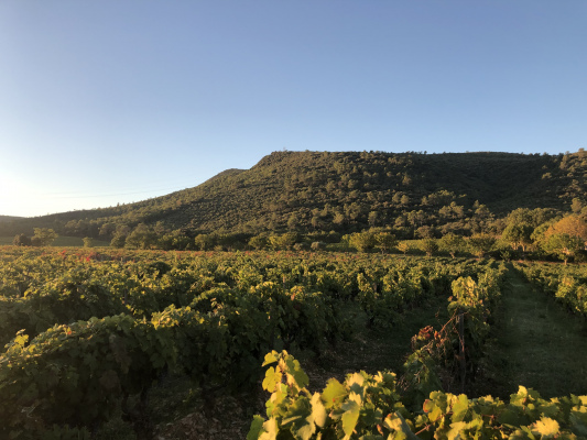 Vignoble de Trians vue sur le pilon St Clément