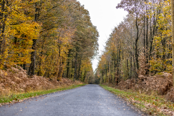 Domaine des Faucheries au cœur de la forêt de la Charnie