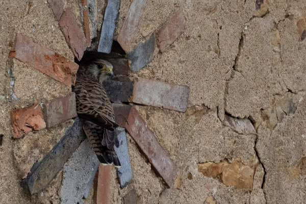 Gîte des Faucheries - En pleine nature