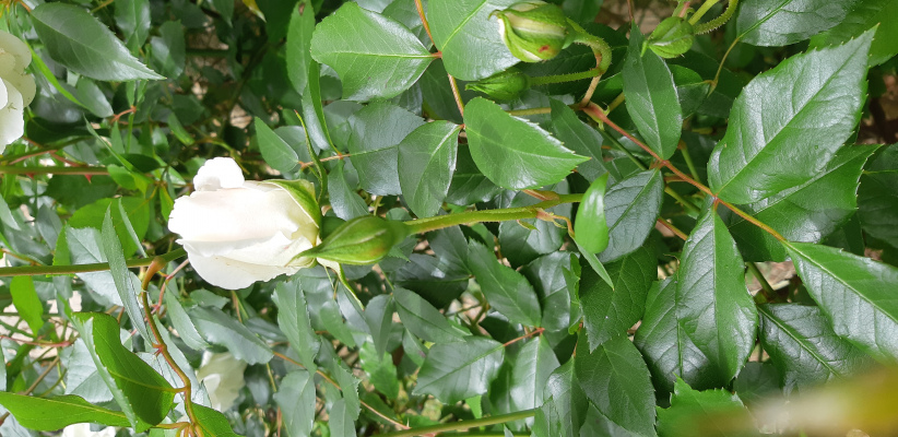 location de groupe NONVILLE