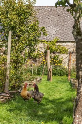 potager et nos poulettes