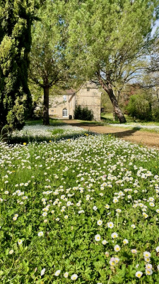 les 1eres paquerettes