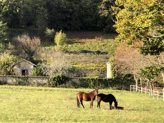 Chevaux dans le parc