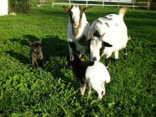 grande capacité Chambre d'hôtes