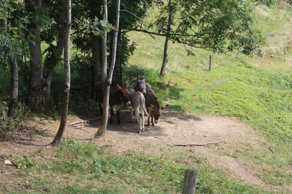 logement de groupe Gite, Gite d'étape