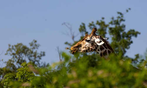 Safari de Peaugres en Ardèche